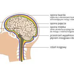 Przekrój ludzkiej głowy ukazujący mózg, czaszkę i opony mózgowe.