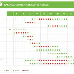Kalendarz pylenia roślin w Polsce. Sprawdź, co teraz pyli: trawy, brzoza, leszczyna, olsza, dąb, ambrozja i inne.