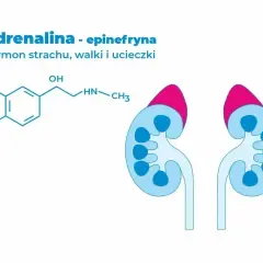 Struktura chemiczna adrenaliny, hormonu strachu, walki i ucieczki, oraz schemat nerek.