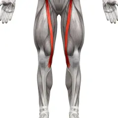 Anatomia ludzkiego uda z uwydatnionym mięśniem krawieckim w kolorze czerwonym.
