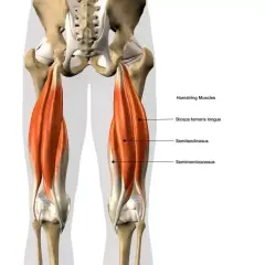 Anatomia mięśnia dwugłowego uda, pokazująca jego trzy części: biceps femoris longus, semitendinosus i semimembranosus.