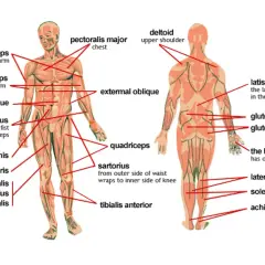 Anatomia mięśniowa: widok z przodu i z tyłu, z zaznaczoną klatką piersiową (pectoralis major) i innymi mięśniami.