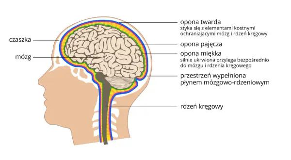 Przekrój ludzkiej głowy ukazujący mózg, czaszkę i opony mózgowe.