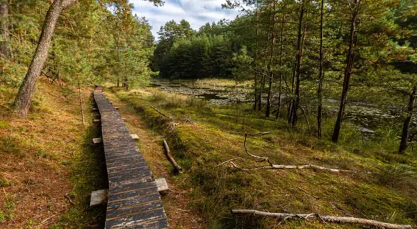 Bory Tucholskie trasy rowerowe: odkryj najlepsze szlaki i atrakcje