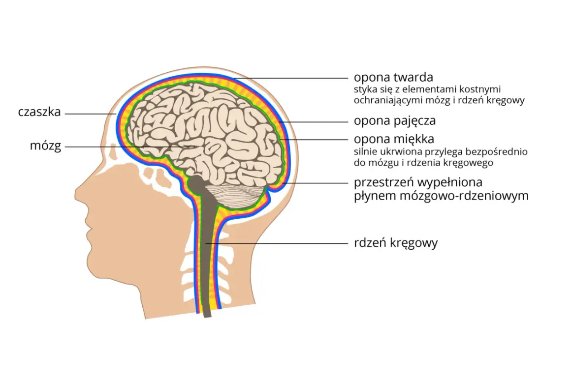Przekrój ludzkiej głowy ukazujący mózg, czaszkę i opony mózgowe.