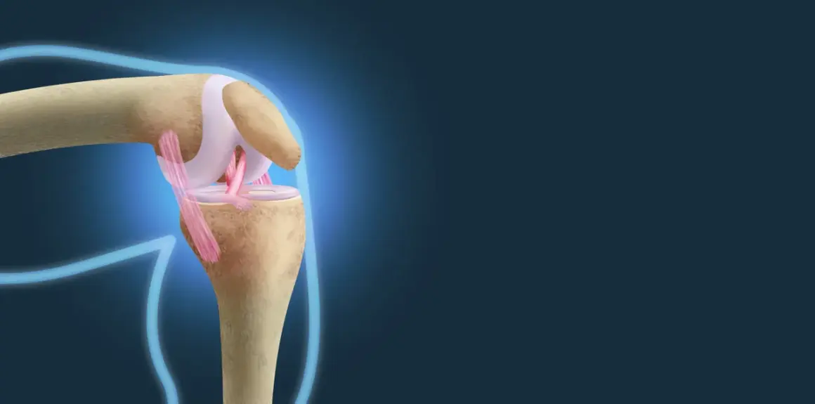 Anatomical illustration showing the complex structure of the więzadła w kolanie, highlighting their role in knee joint stability.