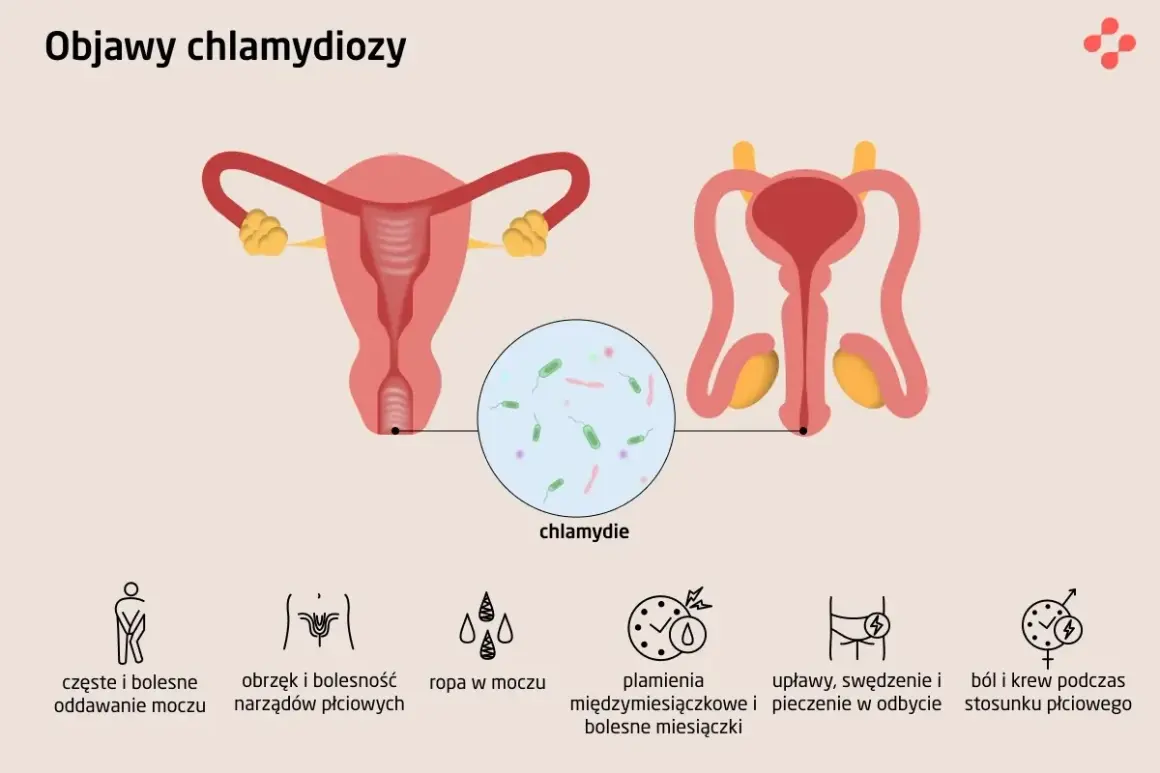 Ilustracja przedstawia układ rozrodczy kobiety i mężczyzny, powiększenie z bakteriami chlamydii oraz ikony symbolizujące objawy chlamydiozy: ból przy oddawaniu moczu, obrzęk narządów płciowych, ropę w moczu, plamienia i bolesne miesiączki, upławy, swęd...