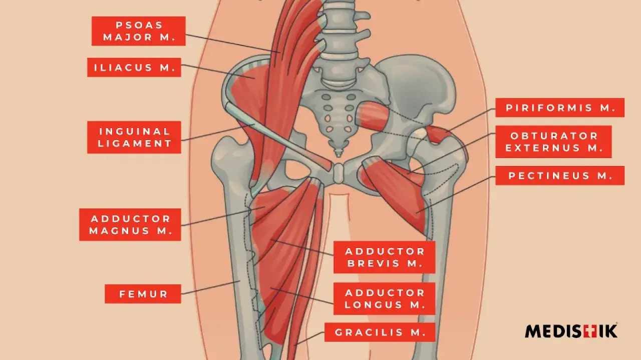 Anatomia miednicy i uda: widoczny mięsień biodrowo-lędźwiowy (psoas major i iliacus), mięśnie przywodziciele, gruszkowaty i inne.
