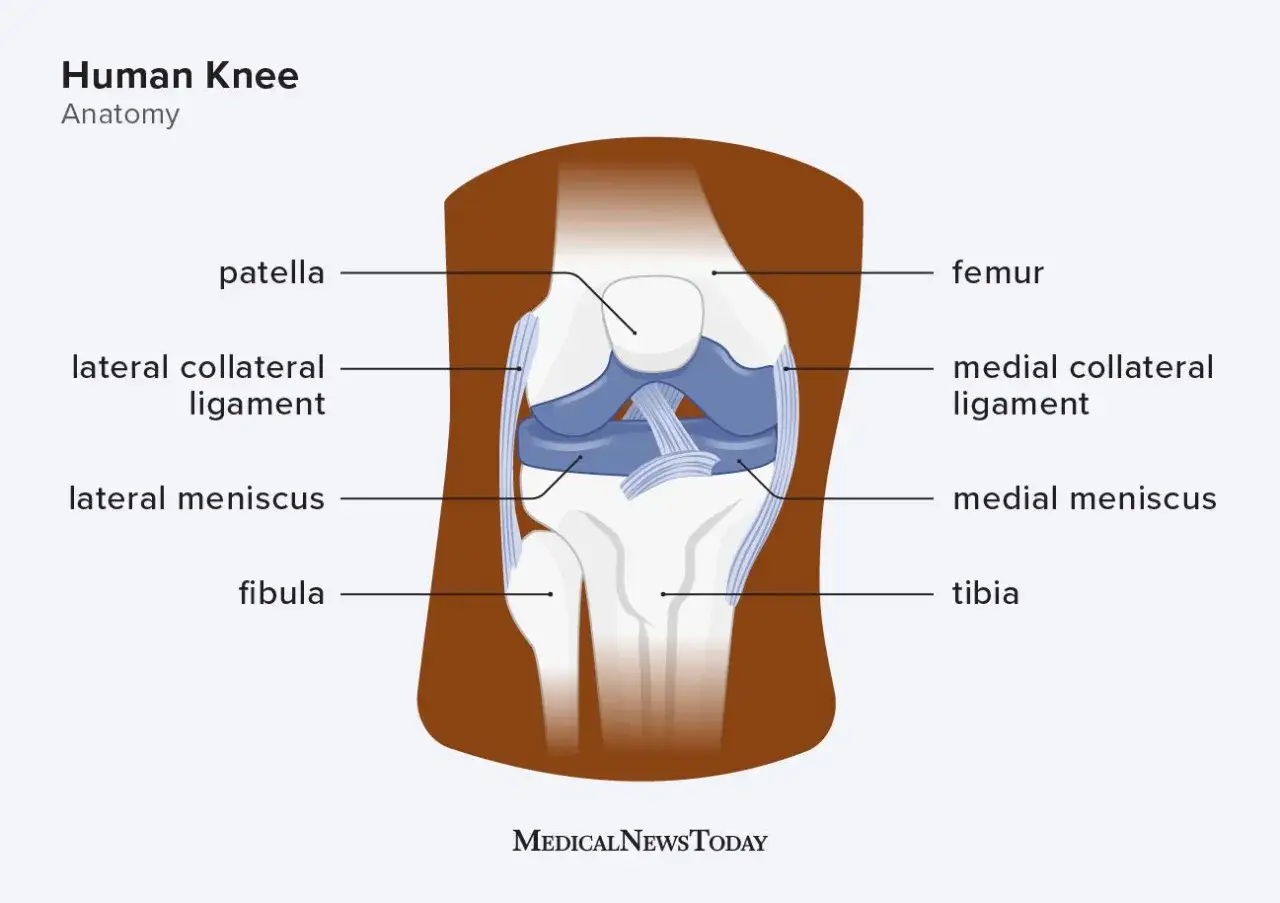 Anatomia kolana: rzepka, więzadła poboczne, łąkotki i kości.