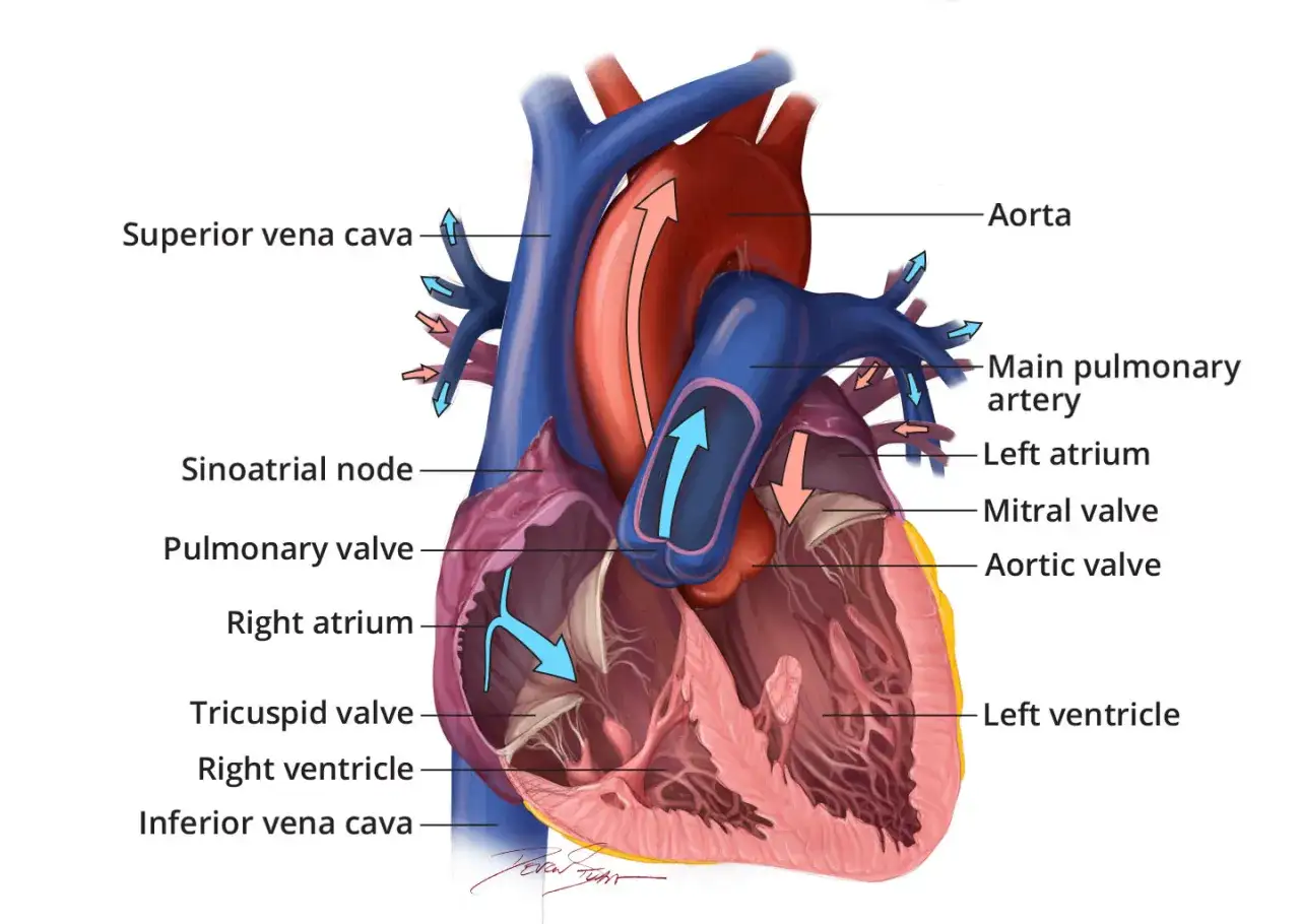 Anatomia serca, pokazująca przepływ krwi. Gdzie jest serce? W jego wnętrzu, w komorach i przedsionkach, pulsuje życie.