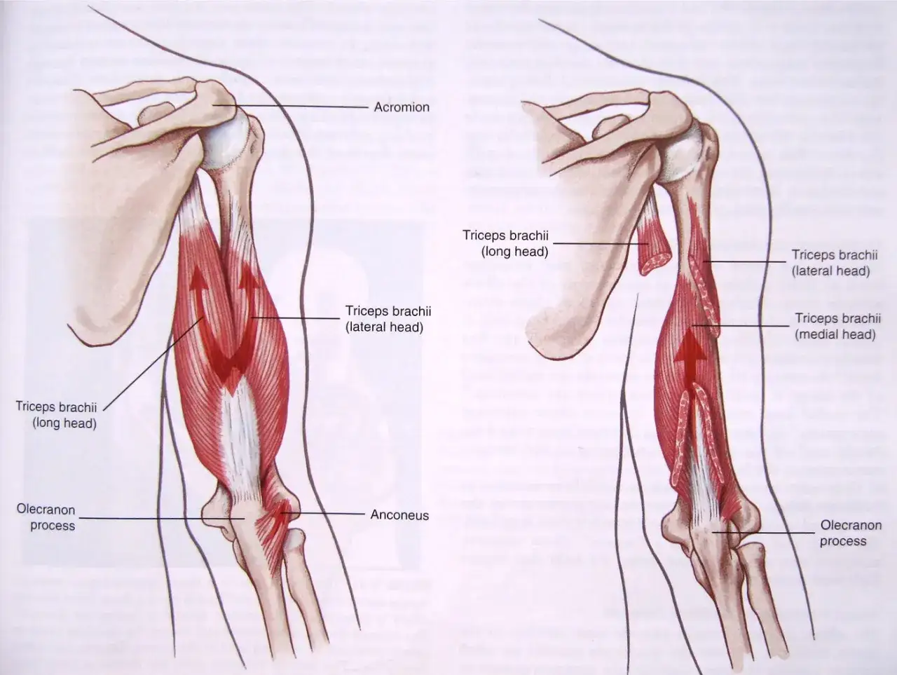 Anatomia ramienia z widocznym mięśniem trójgłowym ramienia (triceps brachii) i jego głowami: długą, boczną i przyśrodkową.