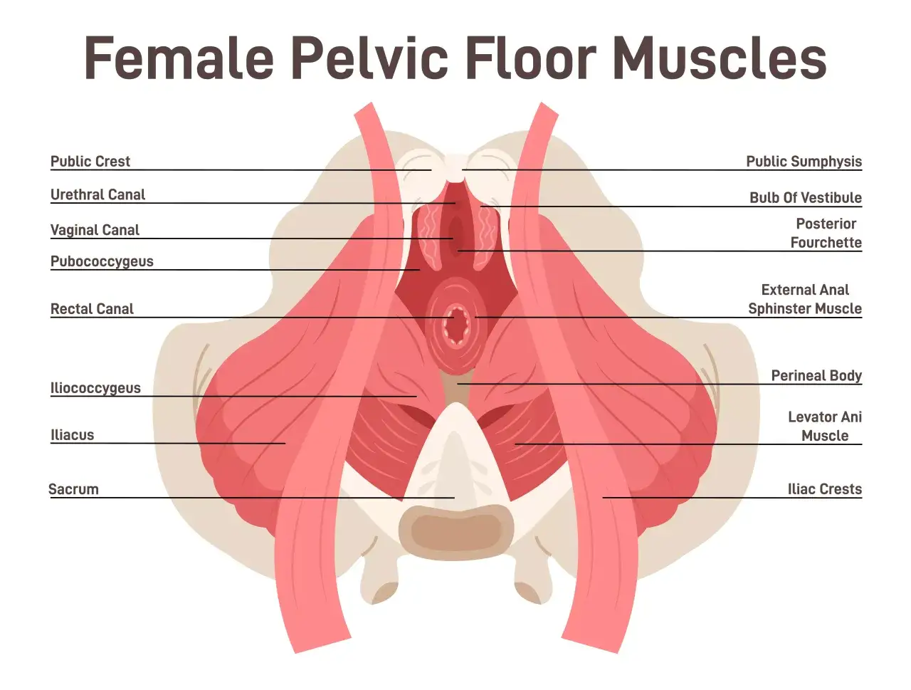Anatomia kobiecych mięśni dna miednicy, w tym pubococcygeus i levator ani, kluczowych dla wsparcia narządów.