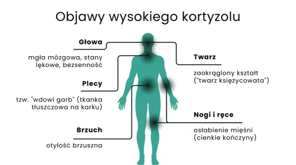 Wysoki kortyzol objawia się mgłą mózgową, otyłością brzuszną, "twarzą księżycowatą" i garbkiem tłuszczowym na karku.
