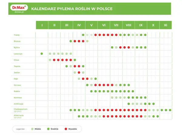 Kalendarz pylenia roślin w Polsce. Sprawdź, co teraz pyli: trawy, brzoza, leszczyna, olsza, dąb, ambrozja i inne.
