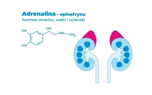 Struktura chemiczna adrenaliny, hormonu strachu, walki i ucieczki, oraz schemat nerek.