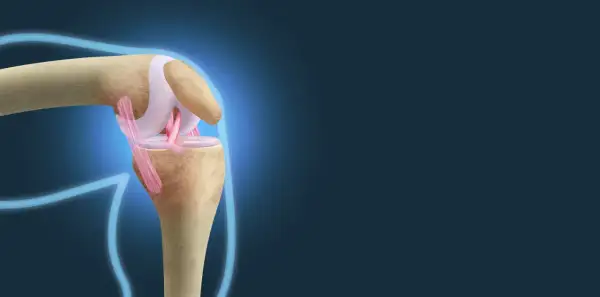 Anatomical illustration showing the complex structure of the więzadła w kolanie, highlighting their role in knee joint stability.