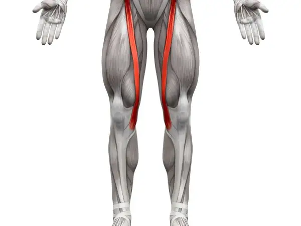 Anatomia ludzkiego uda z uwydatnionym mięśniem krawieckim w kolorze czerwonym.