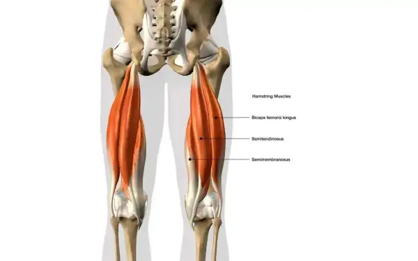 Anatomia mięśnia dwugłowego uda, pokazująca jego trzy części: biceps femoris longus, semitendinosus i semimembranosus.