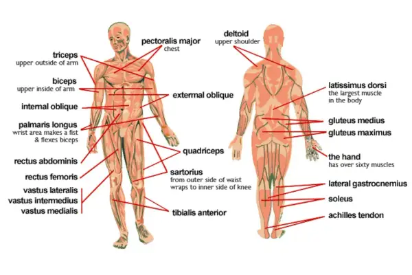 Anatomia mięśniowa: widok z przodu i z tyłu, z zaznaczoną klatką piersiową (pectoralis major) i innymi mięśniami.